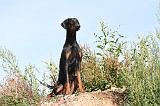 DOBERMANN 649